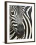 Burchell's (Plains) Zebra (Equus Burchelli), Mhkuze Game Reserve, Kwazulu Natal, South Africa-Ann & Steve Toon-Framed Photographic Print