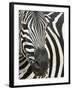 Burchell's (Plains) Zebra (Equus Burchelli), Mhkuze Game Reserve, Kwazulu Natal, South Africa-Ann & Steve Toon-Framed Photographic Print