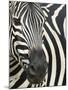 Burchell's (Plains) Zebra (Equus Burchelli), Mhkuze Game Reserve, Kwazulu Natal, South Africa-Ann & Steve Toon-Mounted Photographic Print