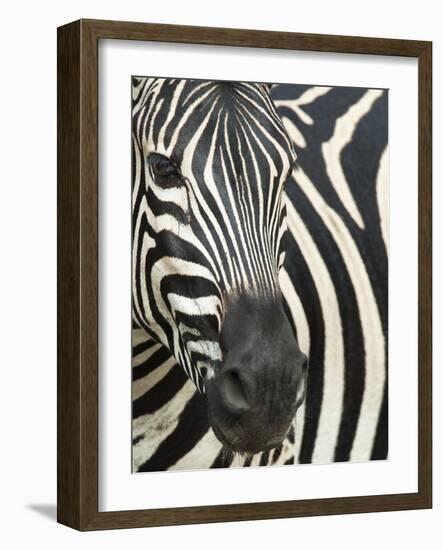 Burchell's (Plains) Zebra (Equus Burchelli), Mhkuze Game Reserve, Kwazulu Natal, South Africa-Ann & Steve Toon-Framed Photographic Print