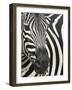 Burchell's (Plains) Zebra (Equus Burchelli), Mhkuze Game Reserve, Kwazulu Natal, South Africa-Ann & Steve Toon-Framed Photographic Print