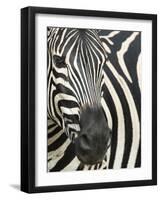 Burchell's (Plains) Zebra (Equus Burchelli), Mhkuze Game Reserve, Kwazulu Natal, South Africa-Ann & Steve Toon-Framed Photographic Print