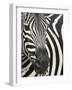 Burchell's (Plains) Zebra (Equus Burchelli), Mhkuze Game Reserve, Kwazulu Natal, South Africa-Ann & Steve Toon-Framed Photographic Print