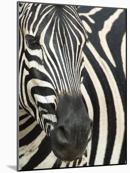 Burchell's (Plains) Zebra (Equus Burchelli), Mhkuze Game Reserve, Kwazulu Natal, South Africa-Ann & Steve Toon-Mounted Photographic Print