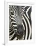 Burchell's (Plains) Zebra (Equus Burchelli), Mhkuze Game Reserve, Kwazulu Natal, South Africa-Ann & Steve Toon-Framed Photographic Print