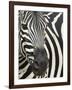 Burchell's (Plains) Zebra (Equus Burchelli), Mhkuze Game Reserve, Kwazulu Natal, South Africa-Ann & Steve Toon-Framed Photographic Print