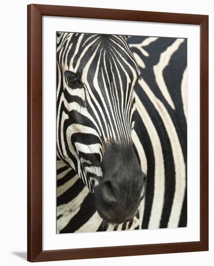 Burchell's (Plains) Zebra (Equus Burchelli), Mhkuze Game Reserve, Kwazulu Natal, South Africa-Ann & Steve Toon-Framed Photographic Print