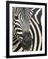 Burchell's (Plains) Zebra (Equus Burchelli), Mhkuze Game Reserve, Kwazulu Natal, South Africa-Ann & Steve Toon-Framed Photographic Print