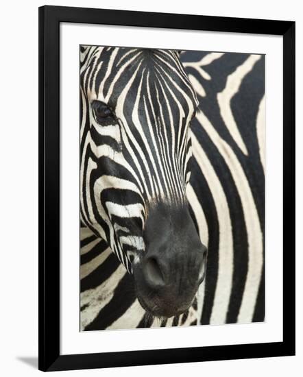 Burchell's (Plains) Zebra (Equus Burchelli), Mhkuze Game Reserve, Kwazulu Natal, South Africa-Ann & Steve Toon-Framed Photographic Print