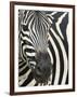 Burchell's (Plains) Zebra (Equus Burchelli), Mhkuze Game Reserve, Kwazulu Natal, South Africa-Ann & Steve Toon-Framed Photographic Print