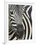 Burchell's (Plains) Zebra (Equus Burchelli), Mhkuze Game Reserve, Kwazulu Natal, South Africa-Ann & Steve Toon-Framed Photographic Print