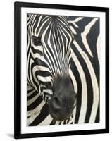 Burchell's (Plains) Zebra (Equus Burchelli), Mhkuze Game Reserve, Kwazulu Natal, South Africa-Ann & Steve Toon-Framed Photographic Print