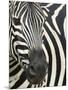 Burchell's (Plains) Zebra (Equus Burchelli), Mhkuze Game Reserve, Kwazulu Natal, South Africa-Ann & Steve Toon-Mounted Photographic Print