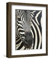 Burchell's (Plains) Zebra (Equus Burchelli), Mhkuze Game Reserve, Kwazulu Natal, South Africa-Ann & Steve Toon-Framed Photographic Print