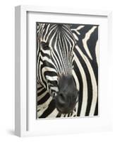 Burchell's (Plains) Zebra (Equus Burchelli), Mhkuze Game Reserve, Kwazulu Natal, South Africa-Ann & Steve Toon-Framed Photographic Print