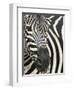 Burchell's (Plains) Zebra (Equus Burchelli), Mhkuze Game Reserve, Kwazulu Natal, South Africa-Ann & Steve Toon-Framed Photographic Print