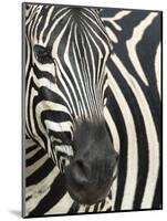 Burchell's (Plains) Zebra (Equus Burchelli), Mhkuze Game Reserve, Kwazulu Natal, South Africa-Ann & Steve Toon-Mounted Photographic Print