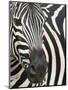 Burchell's (Plains) Zebra (Equus Burchelli), Mhkuze Game Reserve, Kwazulu Natal, South Africa-Ann & Steve Toon-Mounted Photographic Print