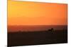 Burchell's zebra at sunrise (Equus quagga), Serengeti National Park, Tanzania, East Africa, Africa-Ashley Morgan-Mounted Photographic Print