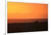 Burchell's zebra at sunrise (Equus quagga), Serengeti National Park, Tanzania, East Africa, Africa-Ashley Morgan-Framed Photographic Print