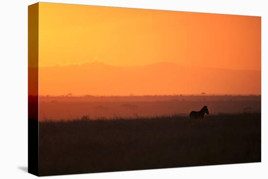 Burchell's zebra at sunrise (Equus quagga), Serengeti National Park, Tanzania, East Africa, Africa-Ashley Morgan-Stretched Canvas