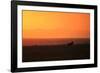 Burchell's zebra at sunrise (Equus quagga), Serengeti National Park, Tanzania, East Africa, Africa-Ashley Morgan-Framed Photographic Print