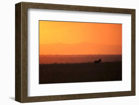 Burchell's zebra at sunrise (Equus quagga), Serengeti National Park, Tanzania, East Africa, Africa-Ashley Morgan-Framed Photographic Print