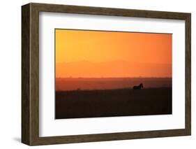 Burchell's zebra at sunrise (Equus quagga), Serengeti National Park, Tanzania, East Africa, Africa-Ashley Morgan-Framed Photographic Print