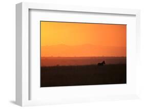 Burchell's zebra at sunrise (Equus quagga), Serengeti National Park, Tanzania, East Africa, Africa-Ashley Morgan-Framed Photographic Print