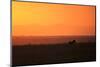 Burchell's zebra at sunrise (Equus quagga), Serengeti National Park, Tanzania, East Africa, Africa-Ashley Morgan-Mounted Photographic Print