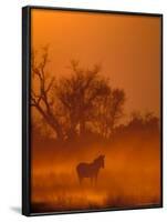 Burchell's Zebra at Sunset, Okavango Delta, Botswana-Pete Oxford-Framed Photographic Print