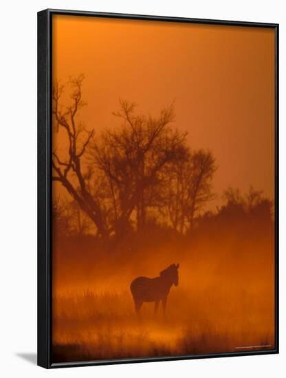 Burchell's Zebra at Sunset, Okavango Delta, Botswana-Pete Oxford-Framed Photographic Print