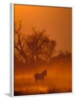 Burchell's Zebra at Sunset, Okavango Delta, Botswana-Pete Oxford-Framed Photographic Print