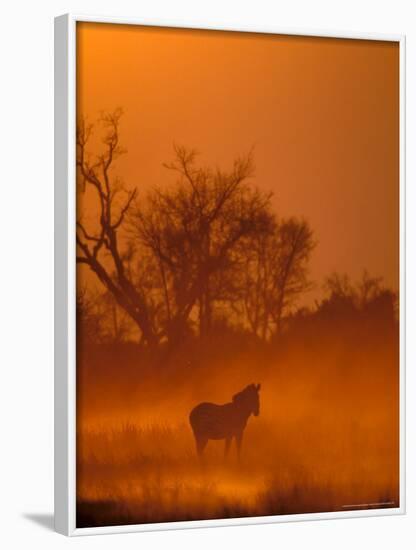 Burchell's Zebra at Sunset, Okavango Delta, Botswana-Pete Oxford-Framed Photographic Print