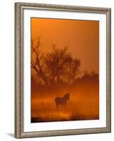 Burchell's Zebra at Sunset, Okavango Delta, Botswana-Pete Oxford-Framed Photographic Print