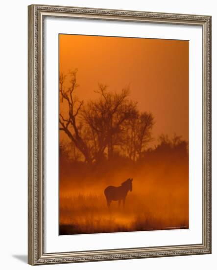 Burchell's Zebra at Sunset, Okavango Delta, Botswana-Pete Oxford-Framed Photographic Print