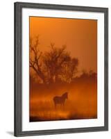 Burchell's Zebra at Sunset, Okavango Delta, Botswana-Pete Oxford-Framed Photographic Print