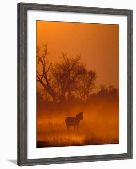 Burchell's Zebra at Sunset, Okavango Delta, Botswana-Pete Oxford-Framed Photographic Print