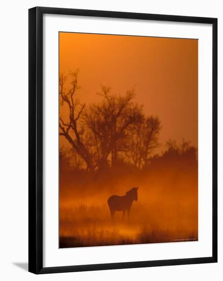 Burchell's Zebra at Sunset, Okavango Delta, Botswana-Pete Oxford-Framed Photographic Print