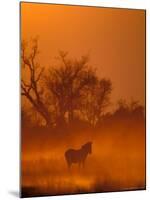 Burchell's Zebra at Sunset, Okavango Delta, Botswana-Pete Oxford-Mounted Photographic Print