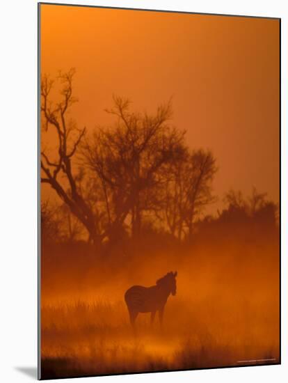 Burchell's Zebra at Sunset, Okavango Delta, Botswana-Pete Oxford-Mounted Photographic Print