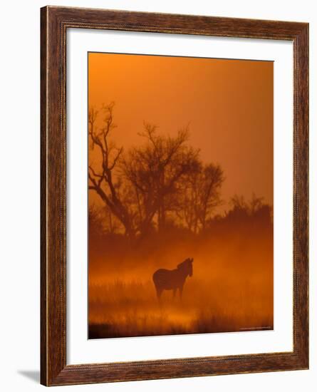 Burchell's Zebra at Sunset, Okavango Delta, Botswana-Pete Oxford-Framed Photographic Print