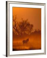 Burchell's Zebra at Sunset, Okavango Delta, Botswana-Pete Oxford-Framed Photographic Print