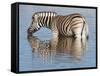 Burchell's Zebra, at Waterhole, Etosha National Park, Namibia, Africa-Ann & Steve Toon-Framed Stretched Canvas