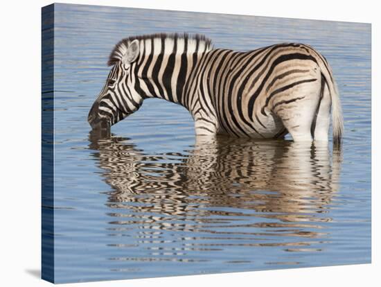 Burchell's Zebra, at Waterhole, Etosha National Park, Namibia, Africa-Ann & Steve Toon-Stretched Canvas