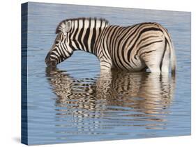 Burchell's Zebra, at Waterhole, Etosha National Park, Namibia, Africa-Ann & Steve Toon-Stretched Canvas