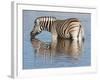 Burchell's Zebra, at Waterhole, Etosha National Park, Namibia, Africa-Ann & Steve Toon-Framed Photographic Print