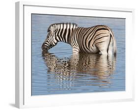 Burchell's Zebra, at Waterhole, Etosha National Park, Namibia, Africa-Ann & Steve Toon-Framed Photographic Print