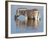 Burchell's Zebra, at Waterhole, Etosha National Park, Namibia, Africa-Ann & Steve Toon-Framed Photographic Print