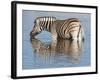 Burchell's Zebra, at Waterhole, Etosha National Park, Namibia, Africa-Ann & Steve Toon-Framed Photographic Print